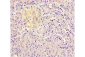 Immunohistochemistry of paraffin-embedded human pancreatic tissue using ABIN7149800 at dilution of 1:100 (DET1 抗体  (AA 5-190))