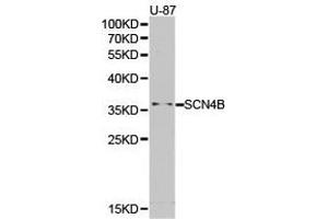 Western Blotting (WB) image for anti-Sodium Channel, Voltage-Gated, Type IV, beta Subunit (SCN4B) antibody (ABIN1874702) (SCN4B 抗体)