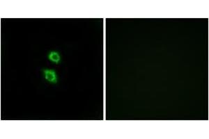Immunofluorescence (IF) image for anti-Arylsulfatase D (ARSD) (AA 331-380) antibody (ABIN2890131) (Arylsulfatase D 抗体  (AA 331-380))