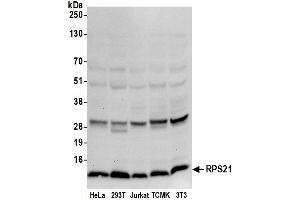 Western Blotting (WB) image for anti-Ribosomal Protein S21 (RPS21) (AA 33-83) antibody (ABIN7450690)