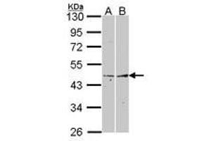 Image no. 1 for anti-Fibromodulin (FMOD) (AA 172-356) antibody (ABIN467454) (Fibromodulin 抗体  (AA 172-356))