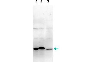 Detection of Glo1 protein by Western blotting with Glo1 monoclonal antibody, clone 6F10 . (GLO1 抗体)