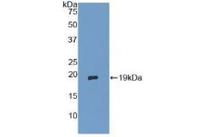 Western blot analysis of recombinant Human dSIP. (TSC22D3 抗体  (AA 1-134))