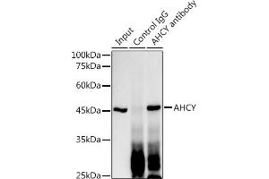 Immunoprecipitation analysis of 300 μg extracts of HT-29 cells using 3 μg AHCY antibody (ABIN1680618, ABIN1680617, ABIN7101497 and ABIN7101498). (AHCY 抗体)