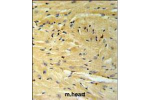 GNAT1 Antibody IHC analysis in formalin fixed and paraffin embedded moouse heart tissue followed by peroxidase conjugation of the secondary antibody and DAB staining. (GNAT1 抗体  (C-Term))