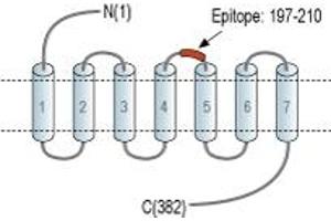 Representative domain view of the target of ABIN7237741.