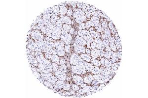 Adrenal gland STING staining of endothelial cells and of macrophages STING immunohistochemistry (STING1 (AA 190-290) 抗体)