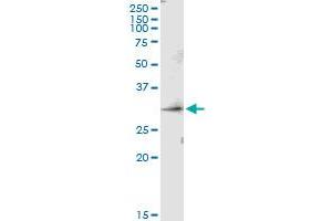 Immunoprecipitation of PRSS1 transfected lysate using anti-PRSS1 MaxPab rabbit polyclonal antibody and Protein A Magnetic Bead , and immunoblotted with PRSS1 purified MaxPab mouse polyclonal antibody (B01P) . (PRSS1 抗体  (AA 1-247))