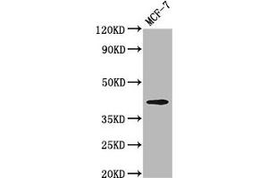 Western Blot Positive WB detected in: MCF-7 whole cell lysate All lanes: OPN1MW antibody at 3. (OPN1MW 抗体  (AA 1-52))