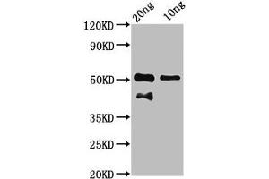 Western Blot Positive WB detected in Recombinant protein All lanes: tp63 antibody at 7. (p63 抗体  (AA 41-153))