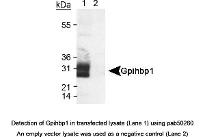 Image no. 1 for anti-Glycosylphosphatidylinositol Anchored High Density Lipoprotein Binding Protein 1 (GPIHBP1) (AA 170-250), (Internal Region) antibody (ABIN363569) (GPIHBP1 抗体  (Internal Region))