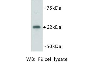 Image no. 1 for anti-PiggyBac Transposable Element Derived 5 (PGBD5) antibody (ABIN1112824) (PGBD5 抗体)
