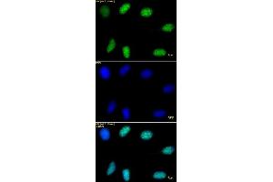 Immunofluorescence (IF) image for anti-Histone 3 (H3) (H3K9me3) antibody (ABIN2668470)