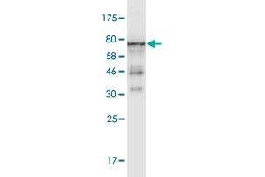 Western Blot detection against Immunogen (66. (beta Actin 抗体  (AA 1-375))