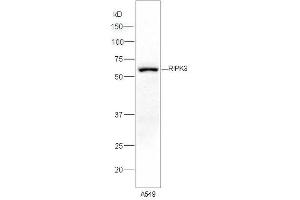 Lane 1:A549 lysates probed with Rabbit Anti-RIPK3 Polyclonal Antibody, Unconjugated (ABIN700675) at 1:300 overnight at 4 °C. (RIPK3 抗体)