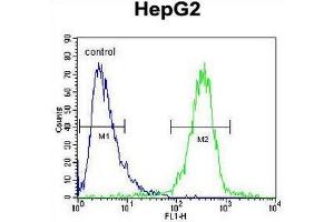 IGF2BP2 Antibody (C-term) flow cytometric analysis of HepG2 cells (right histogram) compared to a negative control cell (left histogram). (IGF2BP2 抗体  (C-Term))
