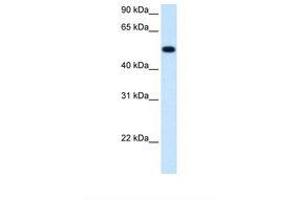 Image no. 2 for anti-Betaine--Homocysteine S-Methyltransferase (BHMT) (AA 327-376) antibody (ABIN320646)