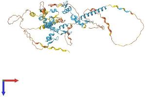 ZNF579 Protein (AA 1-562) (His tag)