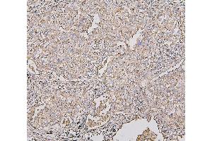 IHC analysis of COX IV using anti-COX IV antibody (ABIN7602090). (COX IV 抗体  (AA 59-169))