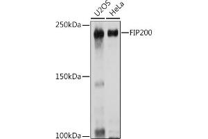 Western blot analysis of extracts of various cell lines, using FIP200 Rabbit pAb (ABIN7269881) at 1:1000 dilution. (FIP200 抗体  (C-Term))