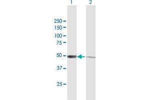 Western Blot analysis of IRF3 expression in transfected 293T cell line by IRF3 MaxPab polyclonal antibody. (IRF3 抗体  (AA 1-427))