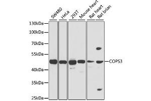 Western blot analysis of extracts of various cell lines, using COPS3 antibody. (COPS3 抗体)