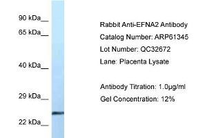 Western Blotting (WB) image for anti-Ephrin A2 (EFNA2) (Middle Region) antibody (ABIN2788773)