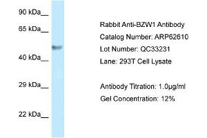 Western Blotting (WB) image for anti-Basic Leucine Zipper and W2 Domains 1 (BZW1) (C-Term) antibody (ABIN2789187) (BZW1 抗体  (C-Term))