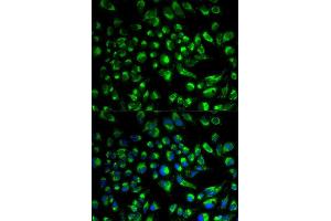 Immunofluorescence (IF) image for anti-Sperm Adhesion Molecule 1 (PH-20 Hyaluronidase, Zona Pellucida Binding) (SPAM1) (AA 100-300) antibody (ABIN1513554)