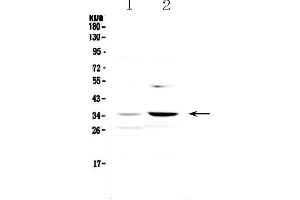 Western blot analysis of JunD using anti-JunD antibody . (JunD 抗体)