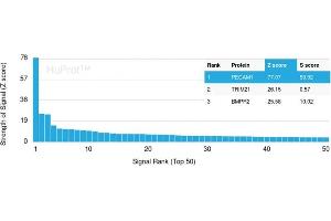 Analysis of Protein Array containing more than 19,000 full-length human proteins using CD31-Monospecific Recombinant Rabbit Monoclonal Antibody (C31/1395R) Z- and S- Score: The Z-score represents the strength of a signal that a monoclonal antibody (MAb) (in combination with a fluorescently-tagged anti-IgG secondary antibody) produces when binding to a particular protein on the HuProtTM array. (Recombinant CD31 抗体)