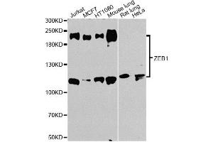 Western blot analysis of extracts of various cell lines, using ZEB1 antibody (ABIN1875385) at 1:1000 dilution. (ZEB1 抗体)