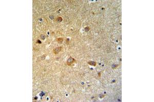GTSE1 Antibody (C-term) (ABIN653838 and ABIN2843102) IHC analysis in formalin fixed and paraffin embedded brain tissue followed by peroxidase conjugation of the secondary antibody and DAB staining. (GTSE1 抗体  (C-Term))