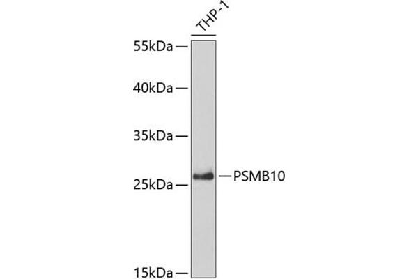 PSMB10 antibody  (AA 1-273)