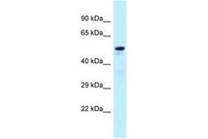 Image no. 1 for anti-ADP-Ribosylation Factor GTPase Activating Protein 3 (ARFGAP3) (AA 377-426) antibody (ABIN6747942) (ARFGAP3 抗体  (AA 377-426))