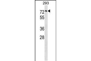 Western blot analysis in 293 cell line lysates (35ug/lane). (Copine III 抗体  (C-Term))