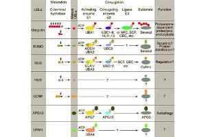 Conjugation pathways for ubiquitin and ubiquitin-like modifiers (UBLs). (RBX1 抗体  (C-Term))