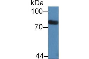 Western Blotting (WB) image for anti-Signal Transducer and Activator of Transcription 3 (Acute-Phase Response Factor) (STAT3) (AA 656-768) antibody (ABIN7443812)