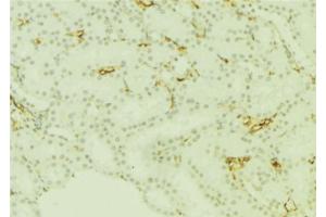 ABIN6277668 at 1/100 staining Mouse kidney tissue by IHC-P. (PLTP 抗体  (Internal Region))
