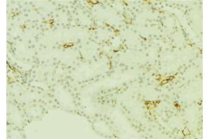 ABIN6277668 at 1/100 staining Mouse kidney tissue by IHC-P.