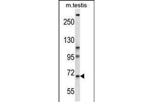 Western blot analysis in mouse testis tissue lysates (35ug/lane). (PAN3 抗体  (C-Term))