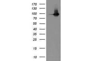 Western Blotting (WB) image for anti-Platelet/endothelial Cell Adhesion Molecule (PECAM1) antibody (ABIN1497251) (CD31 抗体)