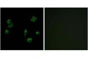 Immunofluorescence analysis of MCF7 cells, using PEVR1 Antibody. (PEVR1 (AA 43-92) 抗体)