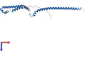 PMF1 Protein (AA 1-202) (His tag)