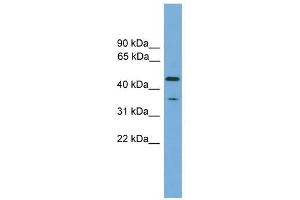C6orf154 antibody used at 1 ug/ml to detect target protein. (C6orf154 抗体  (N-Term))