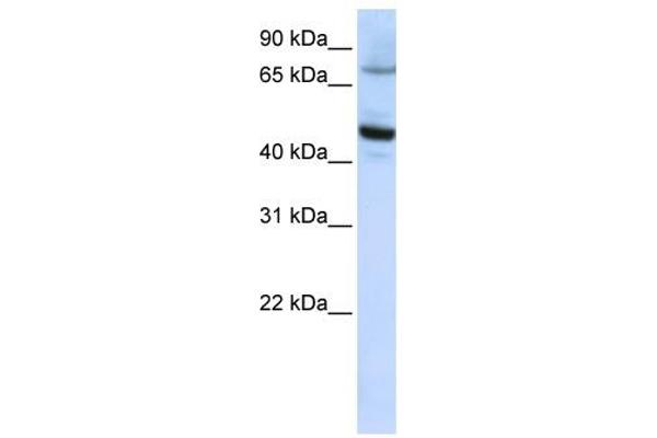 CYP46A1 抗体  (C-Term)