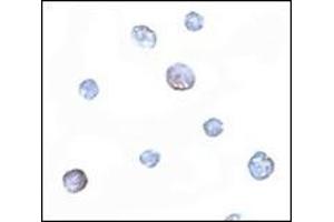 Immunocytochemistry of PDCD5 in Jurkat cells with this product at 5 μg/ml. (PDCD5 抗体  (N-Term))