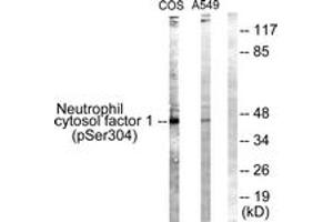 Western blot analysis of extracts from COS7 cells treated with UV 15' and A549 cells, using Neutrophil Cytosol Factor 1 (Phospho-Ser304) Antibody. (NCF1 抗体  (pSer304))
