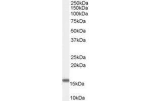 Image no. 2 for anti-Fatty Acid Binding Protein 2, Intestinal (FABP2) (C-Term) antibody (ABIN374817) (FABP2 抗体  (C-Term))