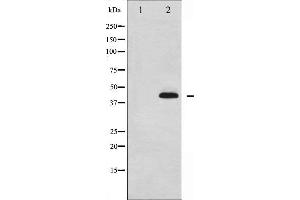 Western blot analysis of p38 MAPK phosphorylation expression in Jurkat whole cell lysates,The lane on the left is treated with the antigen-specific peptide. (MAPK14 抗体  (pTyr323))